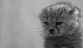 котенок