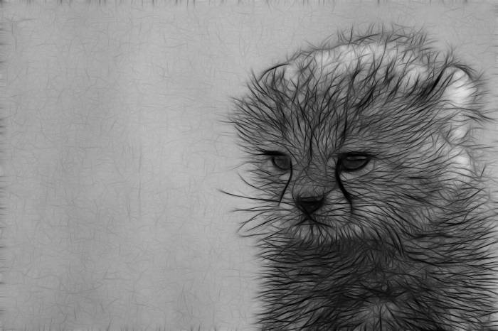 котенок