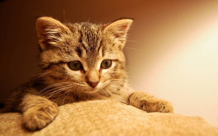 котенк, кот, играет